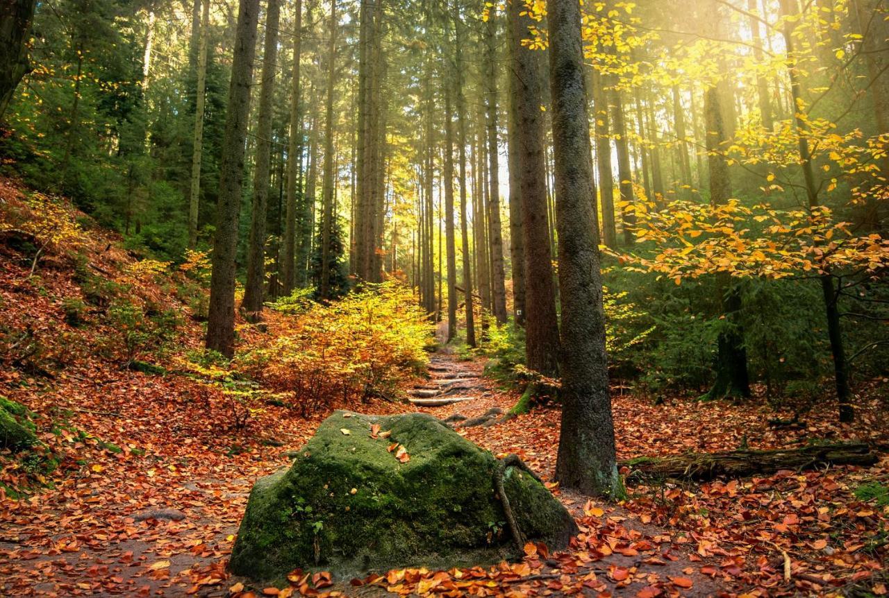 Villa Haus Am Wald Bad Schandau Esterno foto